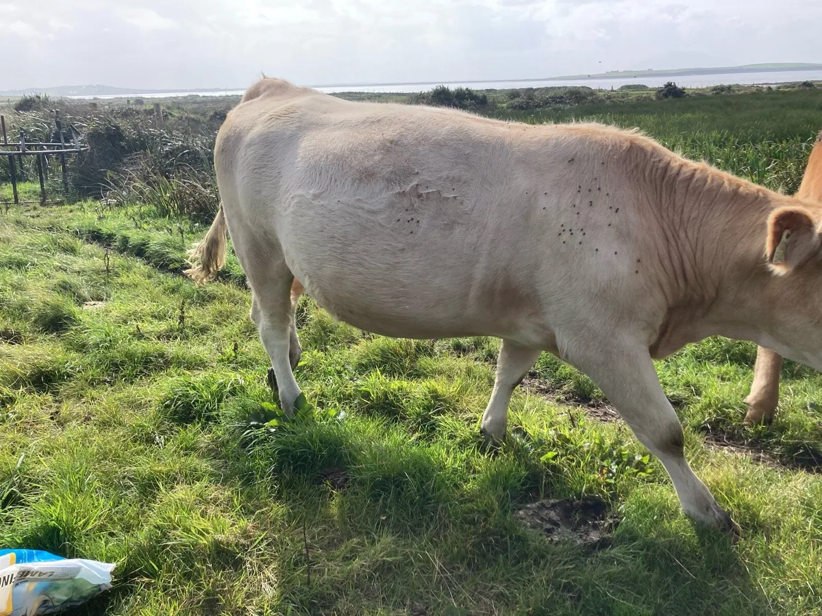 Super Springing heifers - Image 2