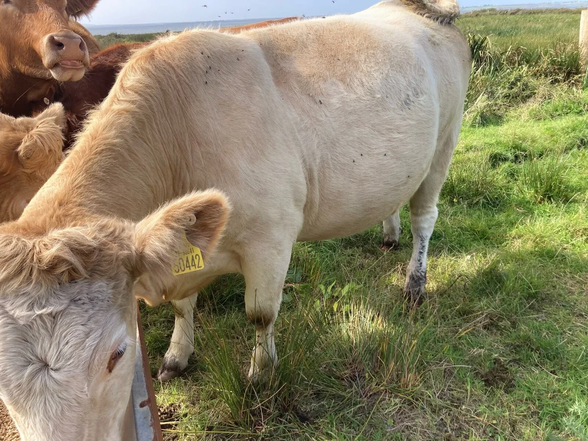 Super Springing heifers - Image 3