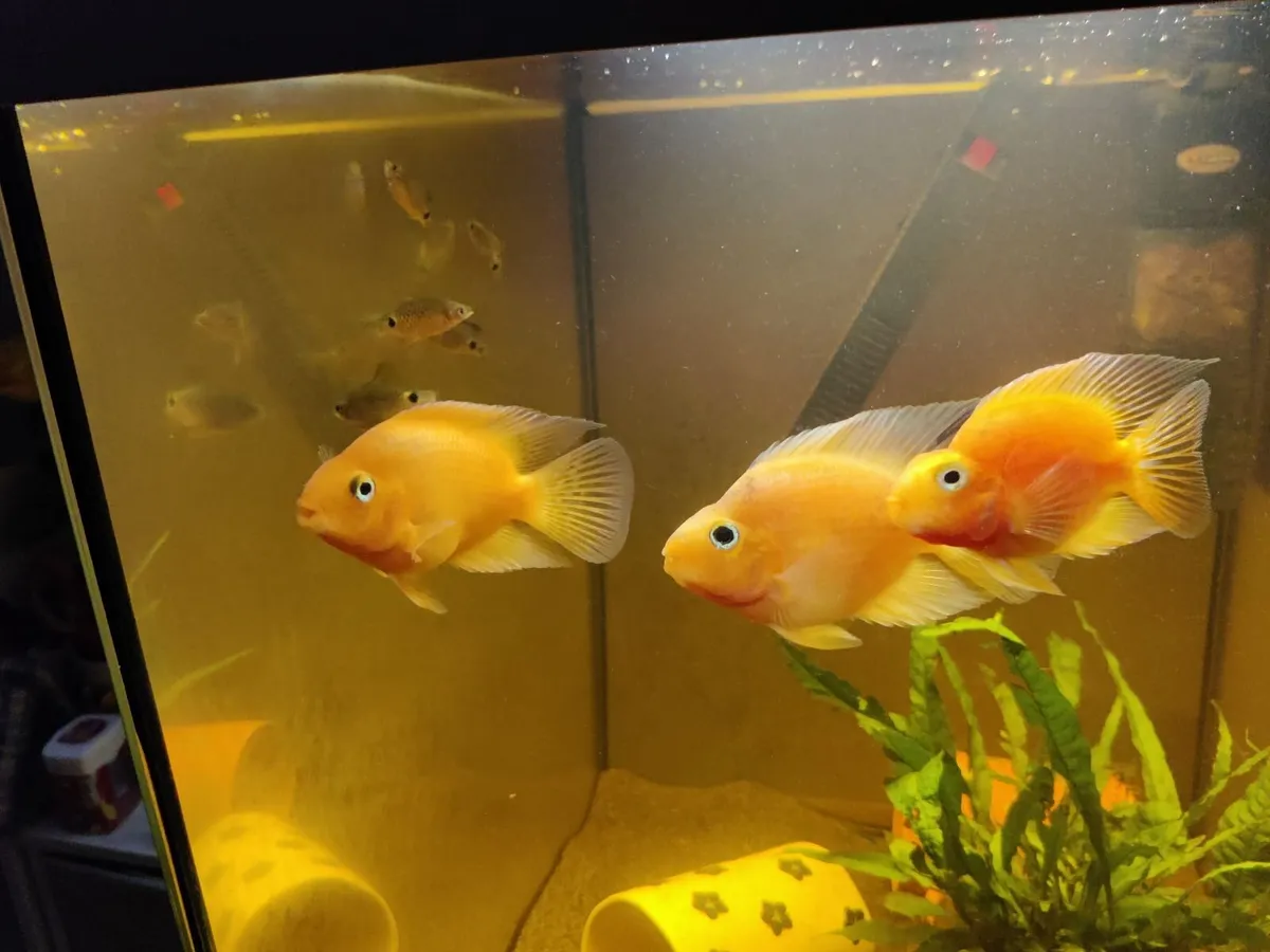 3x Blood Parrot Fish - Image 2