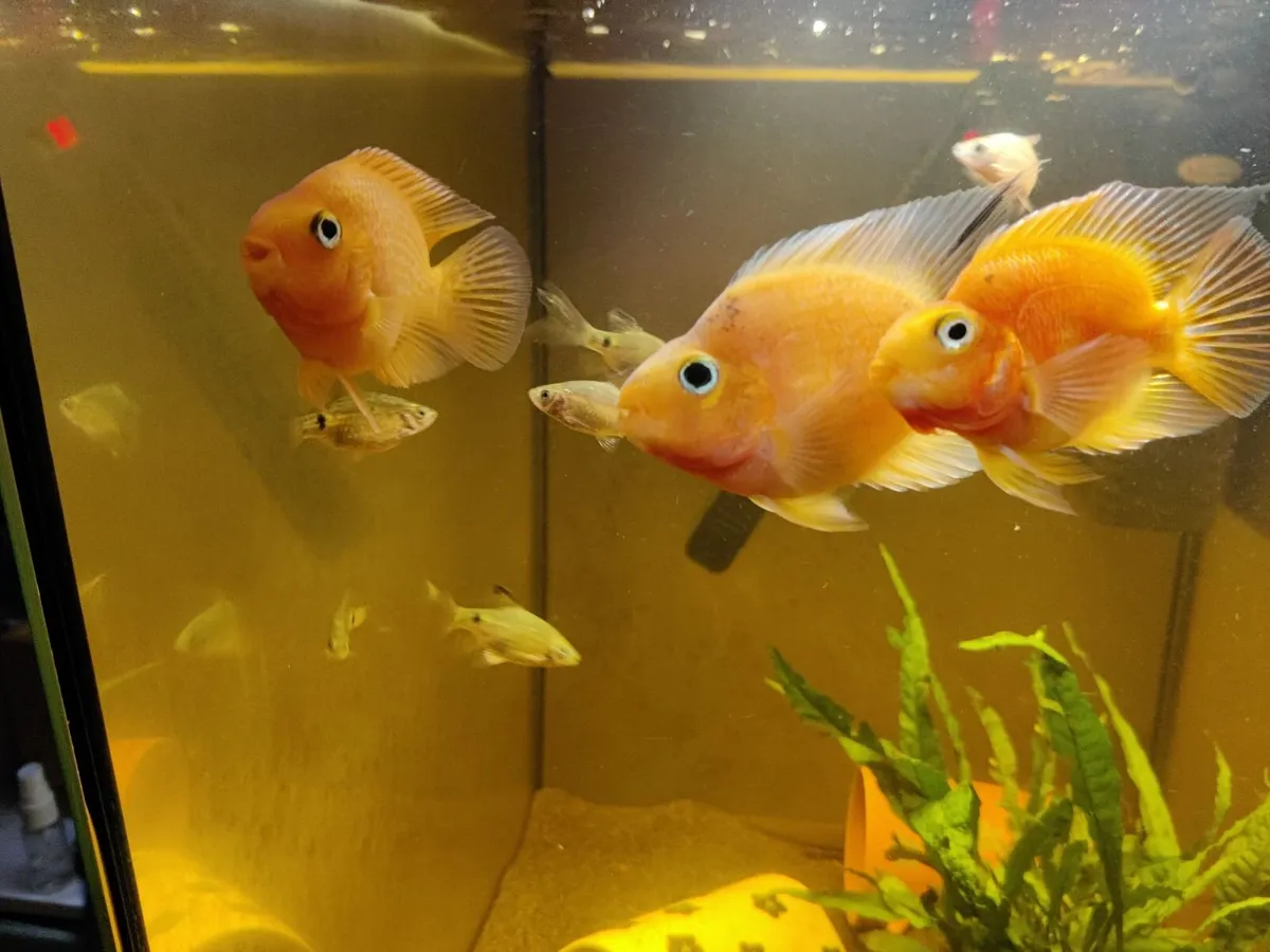 3x Blood Parrot Fish - Image 4