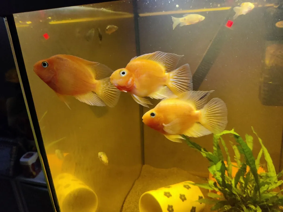 3x Blood Parrot Fish - Image 1
