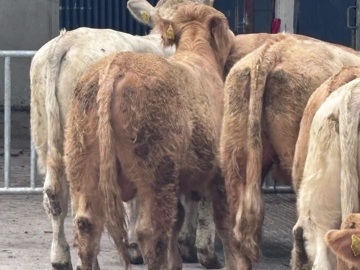 7 smashing Charlaois bull Weanlings for sale - Image 2