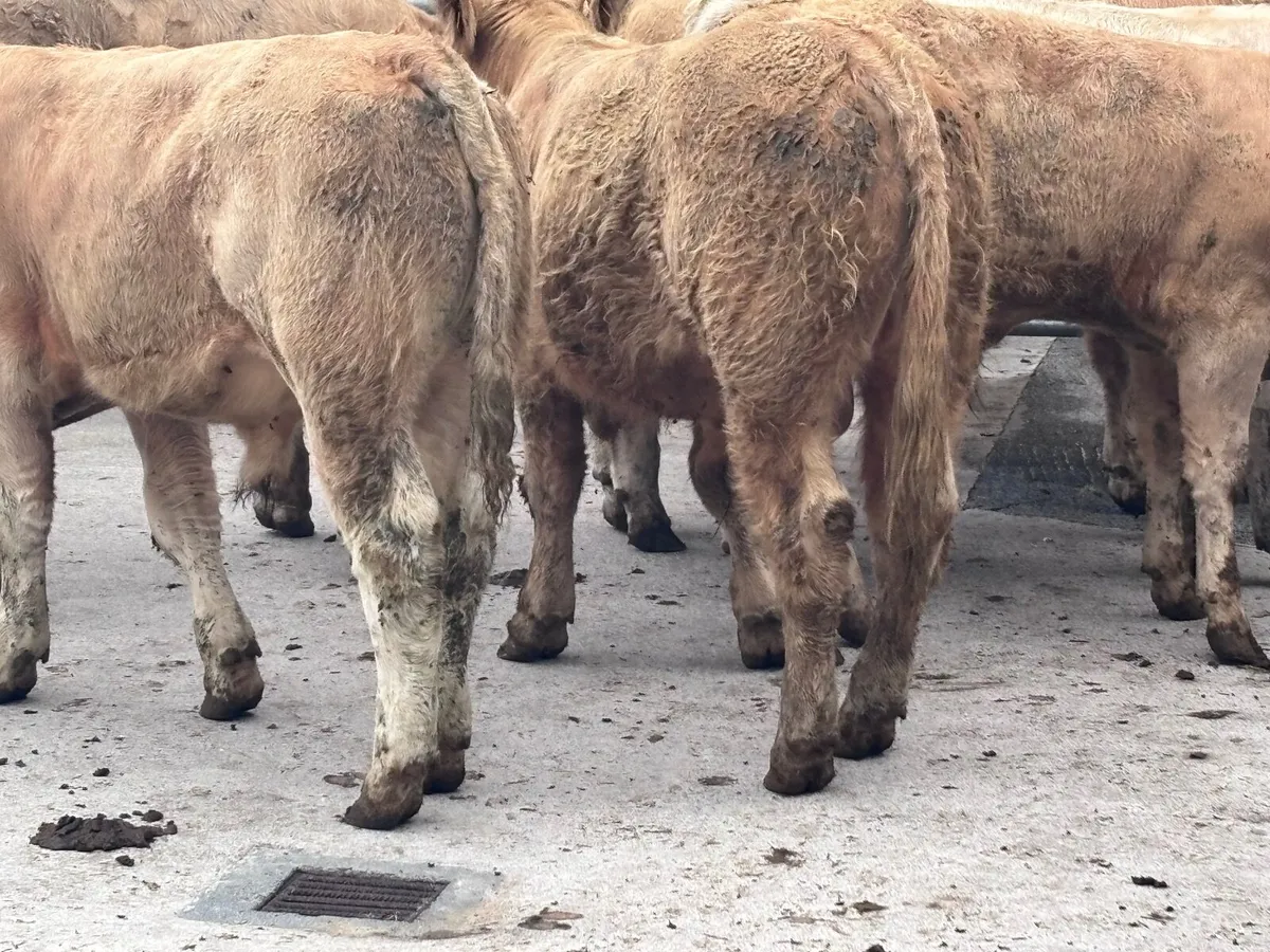 7 smashing Charlaois bull Weanlings for sale - Image 3