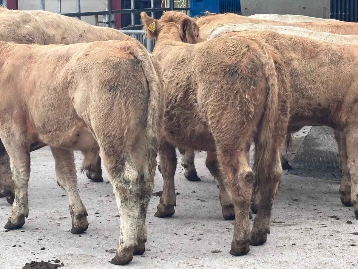 7 smashing Charlaois bull Weanlings for sale - Image 4