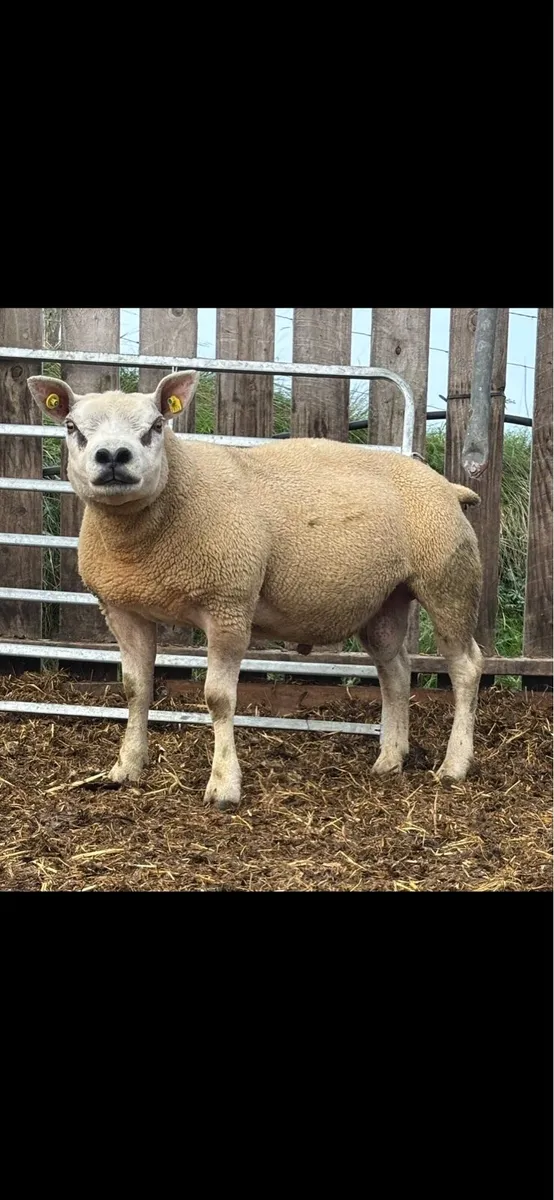 PB Registered Texel Hogget Rams & Lambs - Image 1