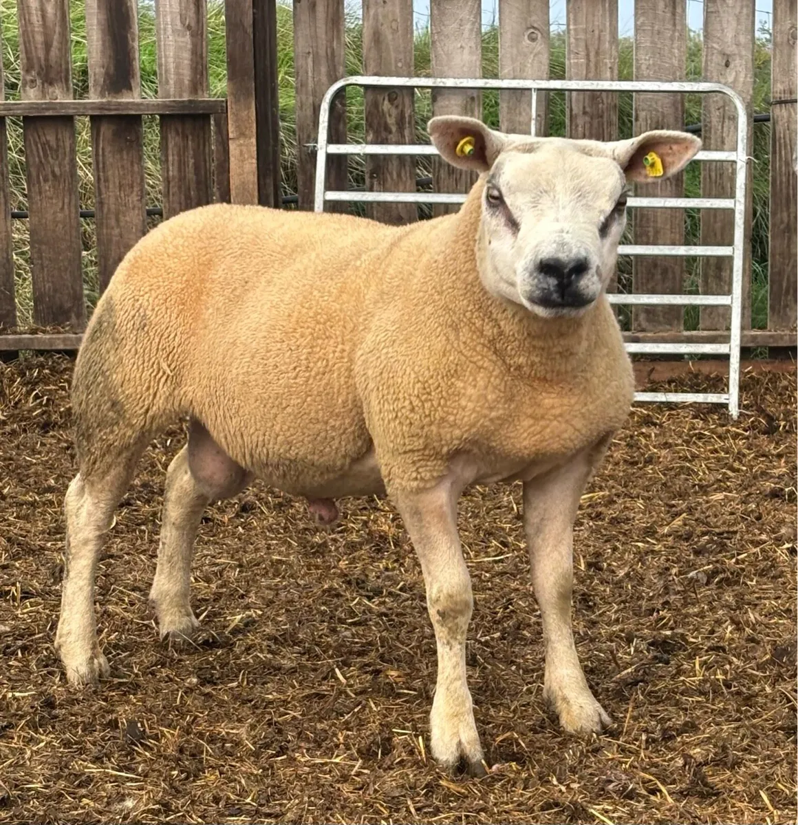 PB Registered Texel Hogget Rams & Lambs - Image 2