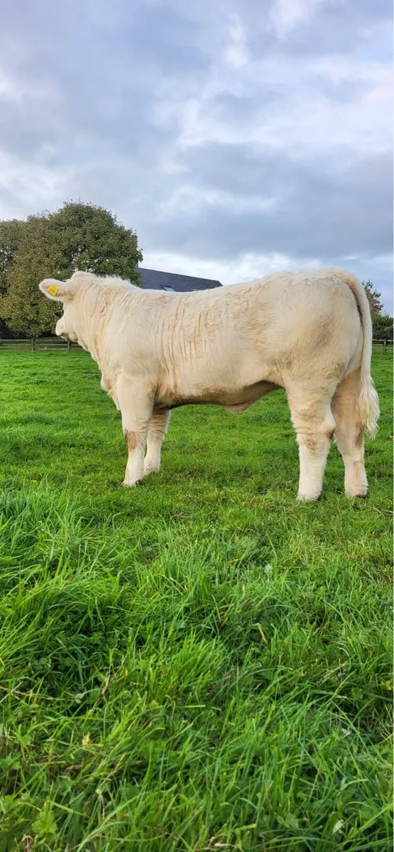 Sagesse Charolais National Calf Show and Sale - Image 1