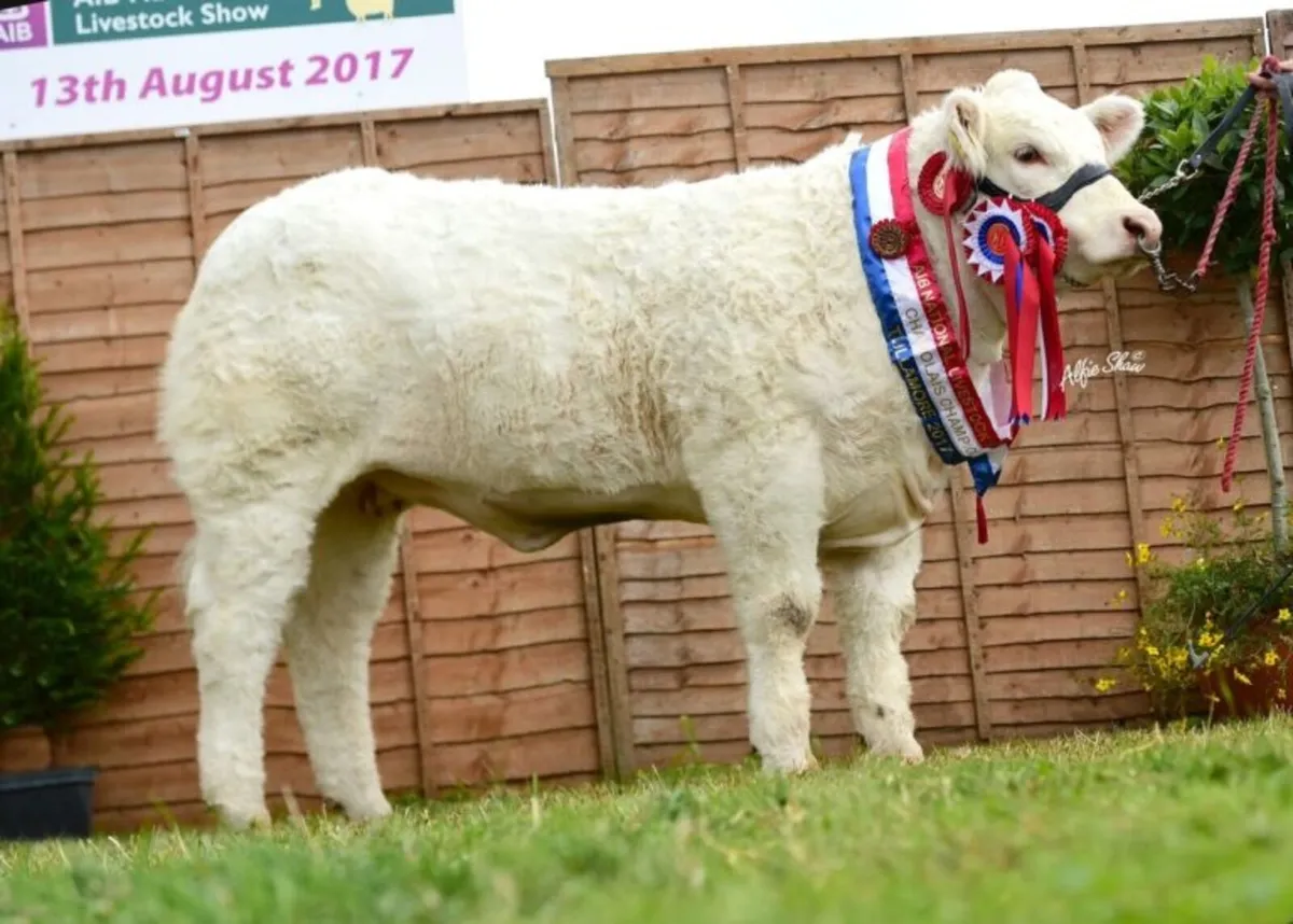 Sagesse Charolais National Calf Show and Sale - Image 2