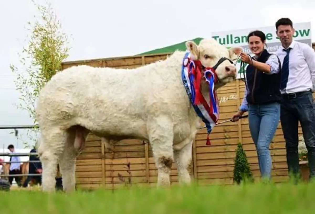 Sagesse Charolais National Calf Show and Sale - Image 3