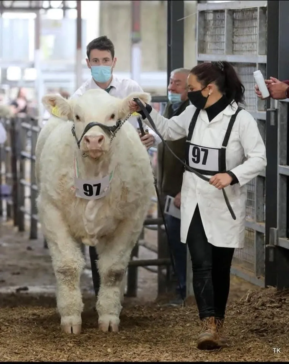 Sagesse Charolais National Calf Show and Sale - Image 4