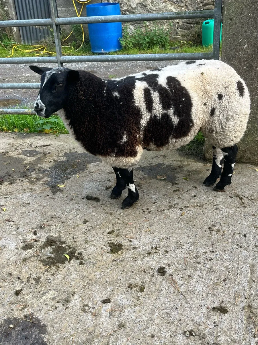 Pbnr spotted Dutch ram lambs - Image 1