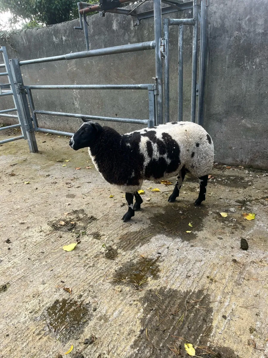 Pbnr spotted Dutch ram lambs - Image 2