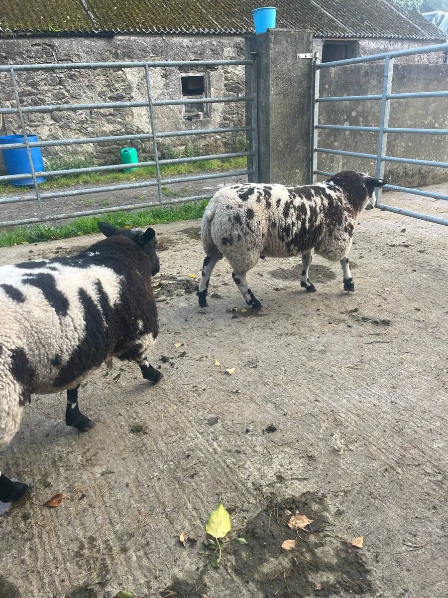 Pbnr spotted Dutch ram lambs - Image 3