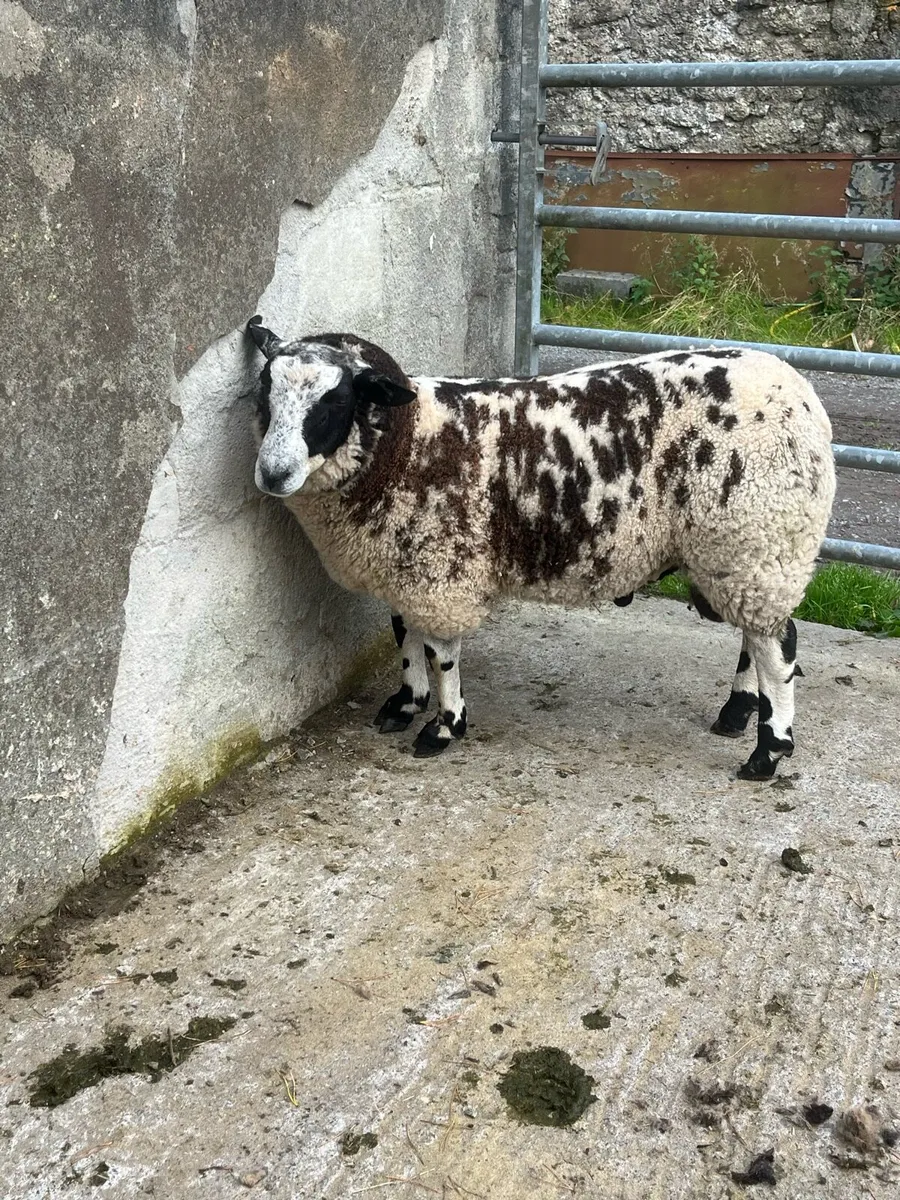 Pbnr spotted Dutch ram lambs - Image 4