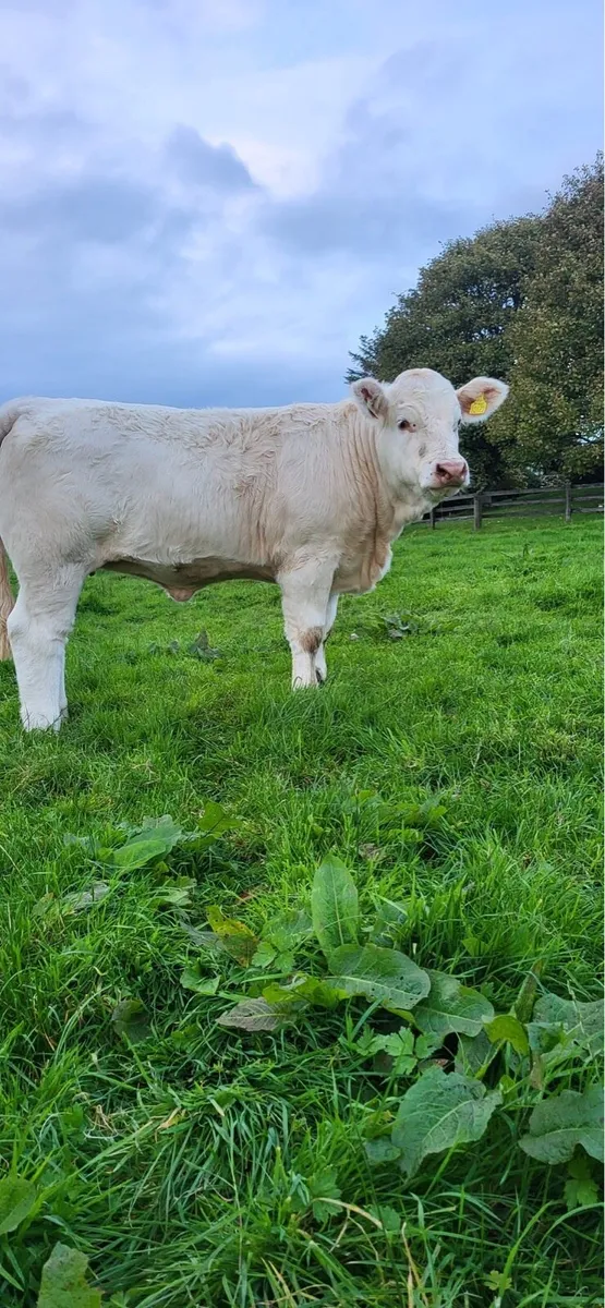 Sagesse Charolais National Calf Show And Sale - Image 1