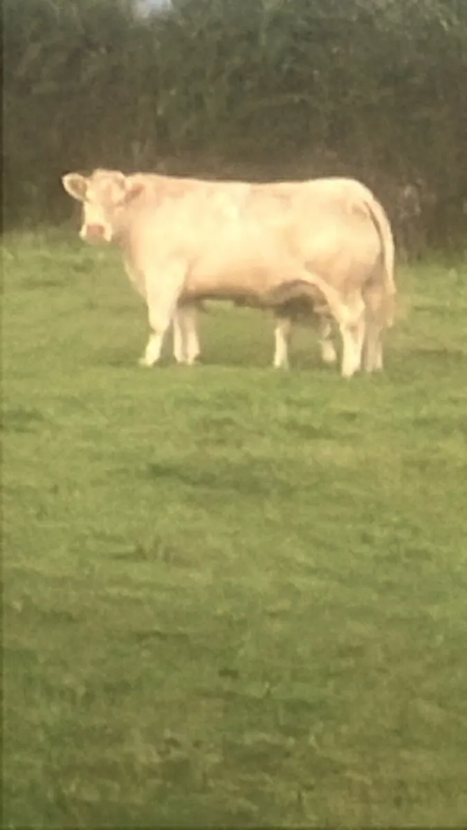Sagesse Charolais National Calf Show And Sale - Image 2