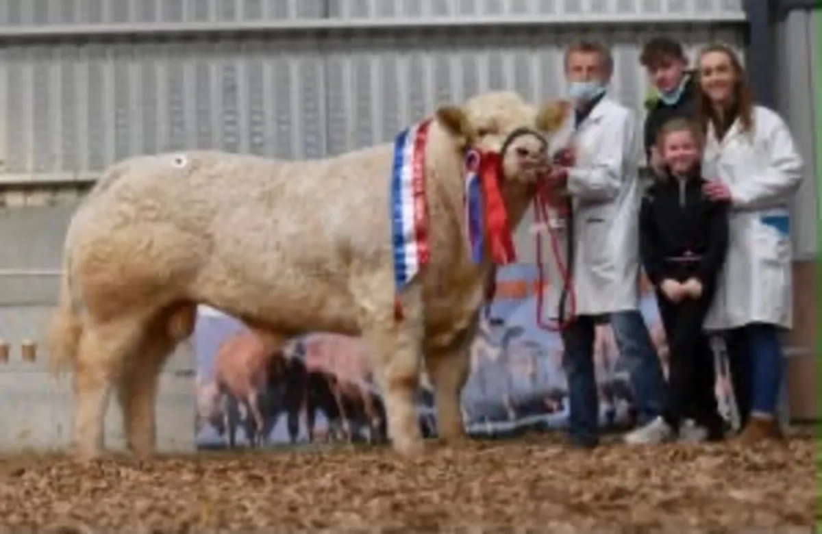 Sagesse Charolais National Calf Show And Sale - Image 3