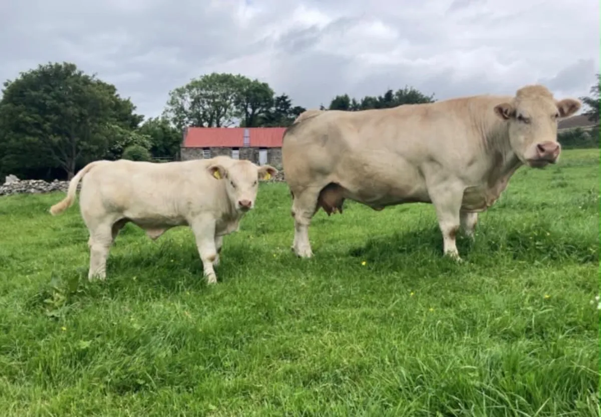 Sagesse Charolais National Calf Show And Sale - Image 4