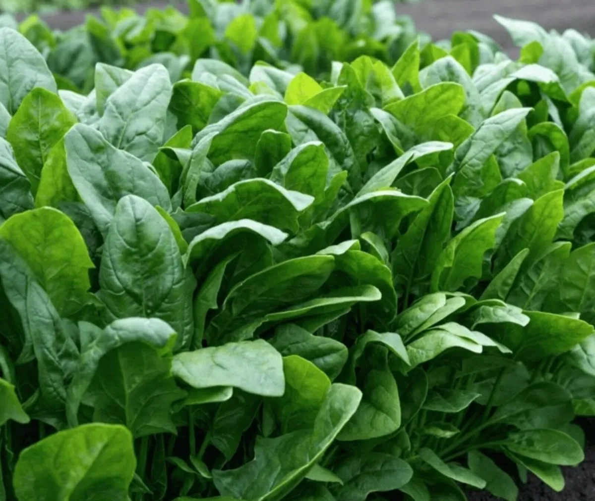 Vegetables for Sale ( Chemical free) - Image 3