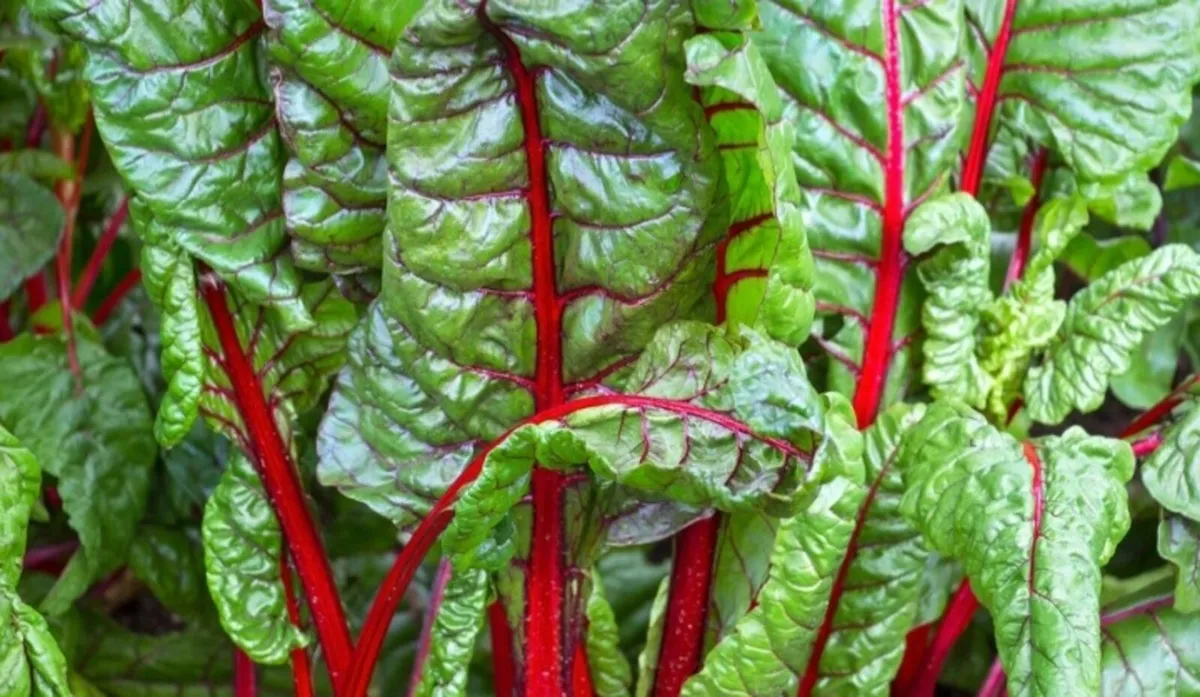 Vegetables for Sale ( Chemical free) - Image 4