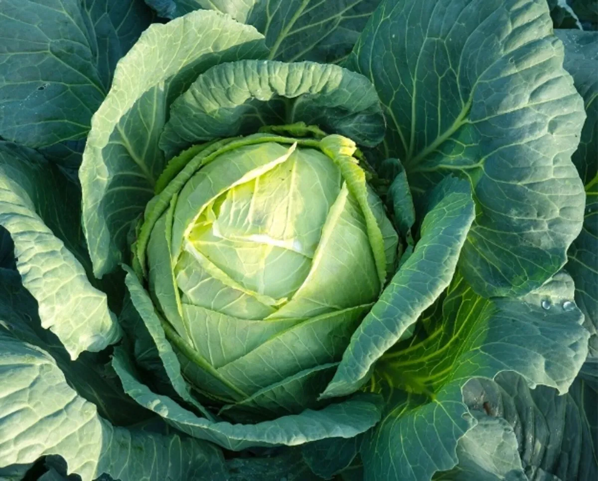 Vegetables for Sale ( Chemical free) - Image 1