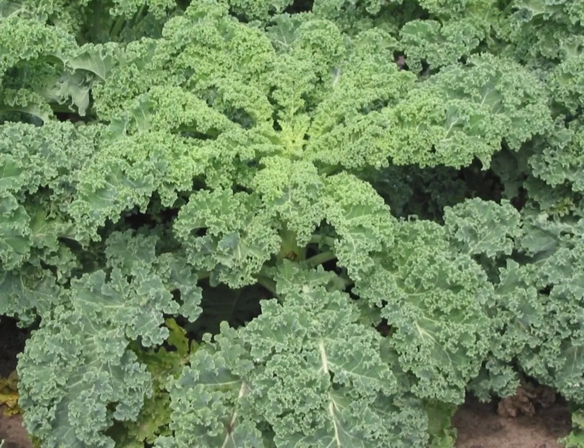 Vegetables for Sale ( Chemical free) - Image 2