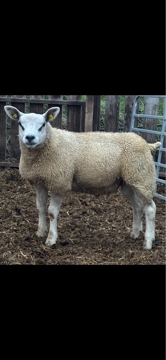 PB Registered Texel Hogget Rams & Lambs - Image 3