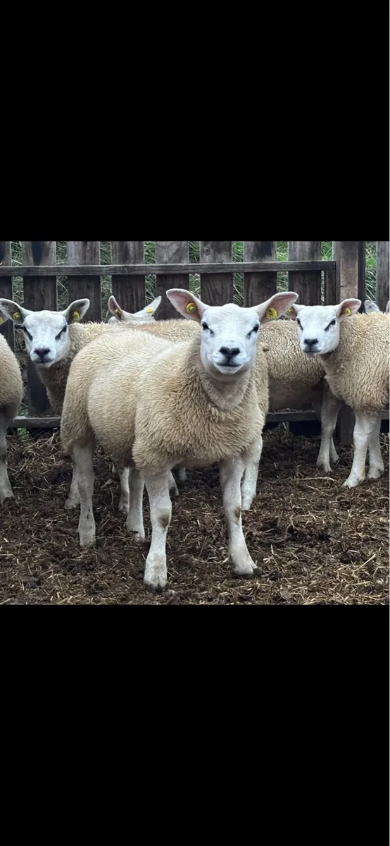 PB Registered Texel Hogget Rams & Lambs - Image 4