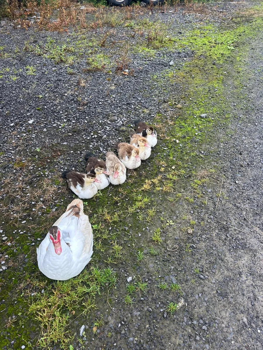 Muscovy Ducks - Image 2