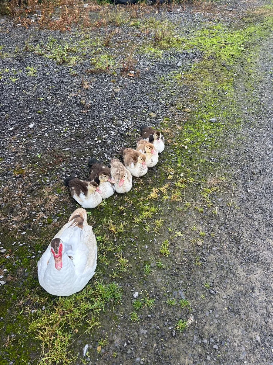 Muscovy Ducks - Image 1