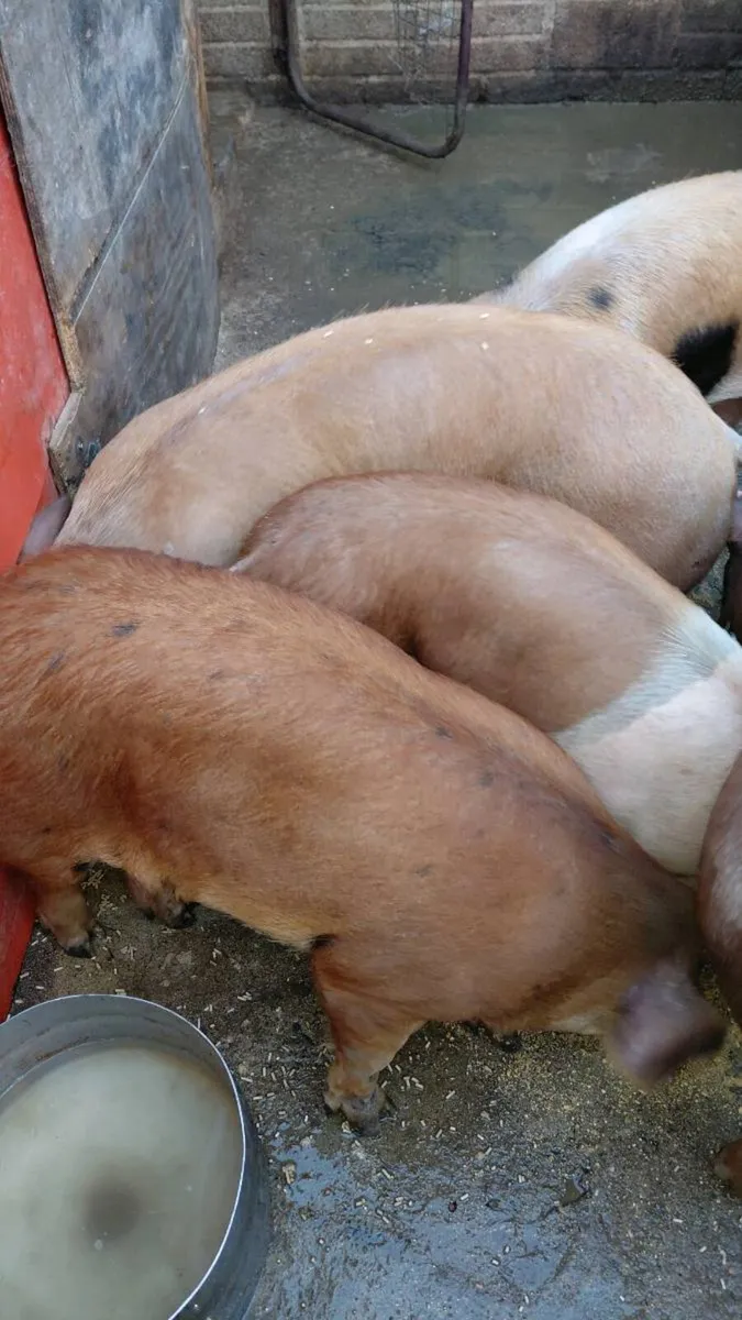 Large white  x Duroc  x - Image 3