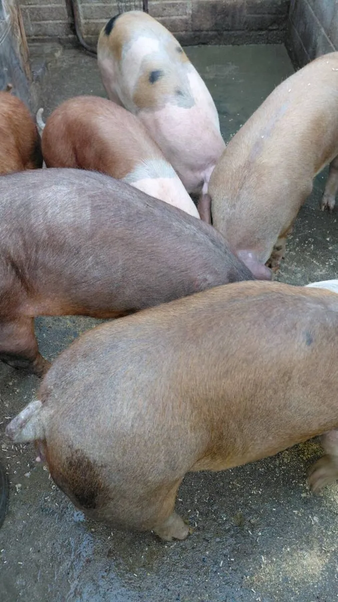 Large white  x Duroc  x - Image 4