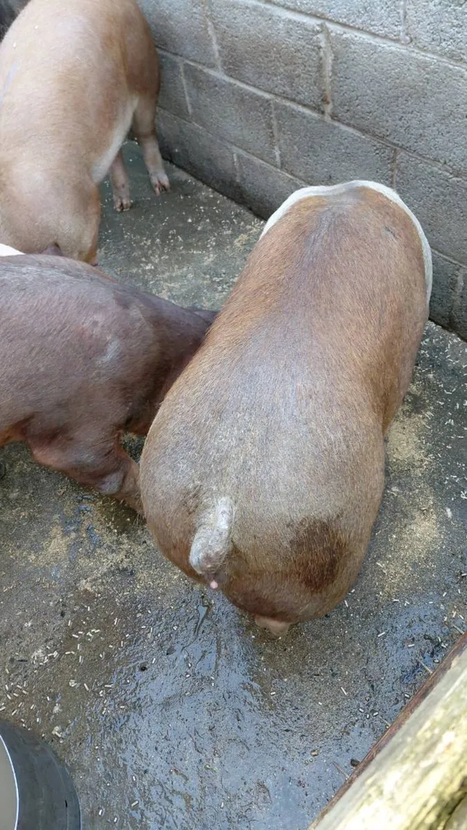 Large white  x Duroc  x - Image 1