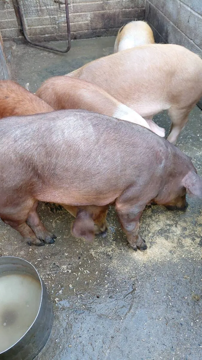 Large white  x Duroc  x - Image 2