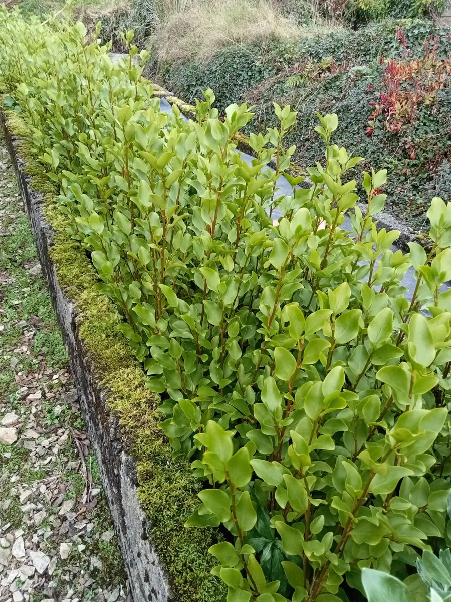 Hedging - Image 3