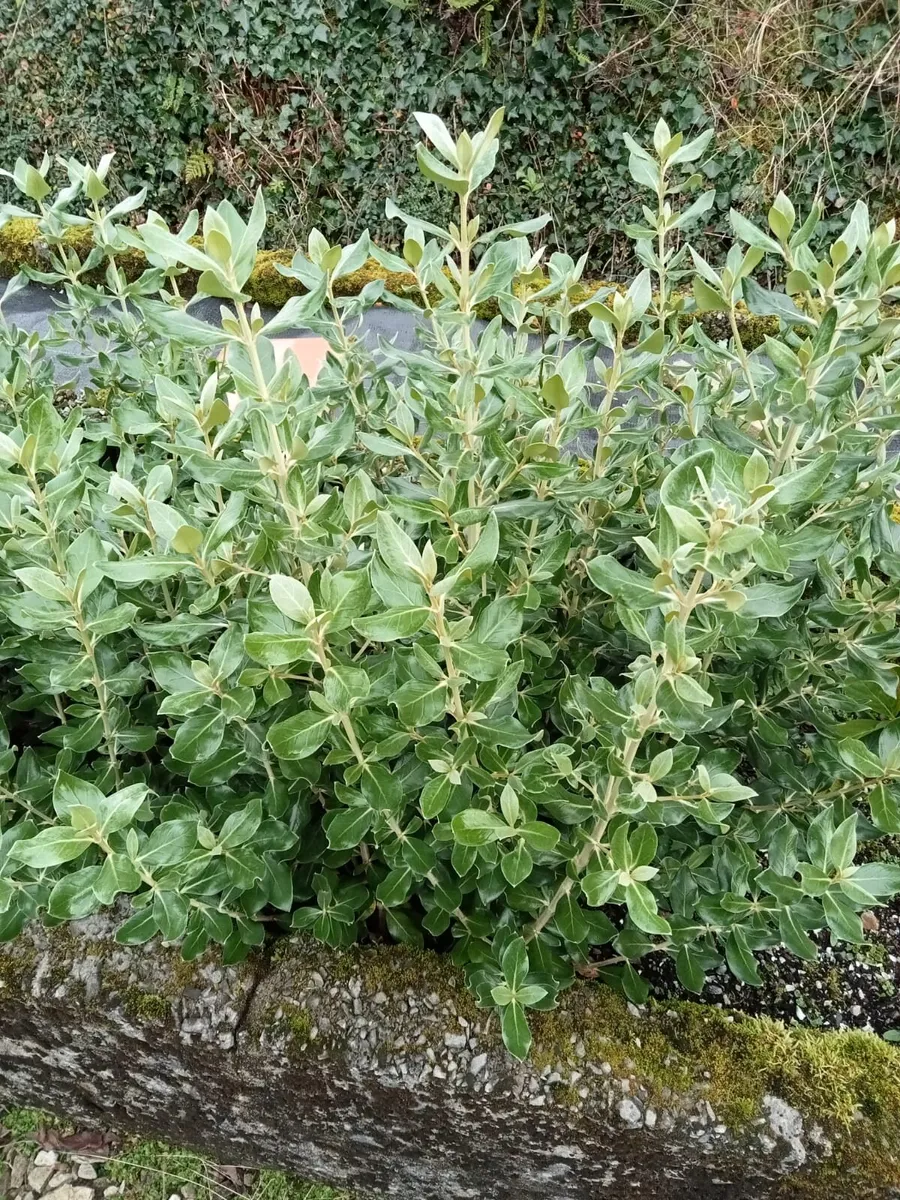 Hedging - Image 4