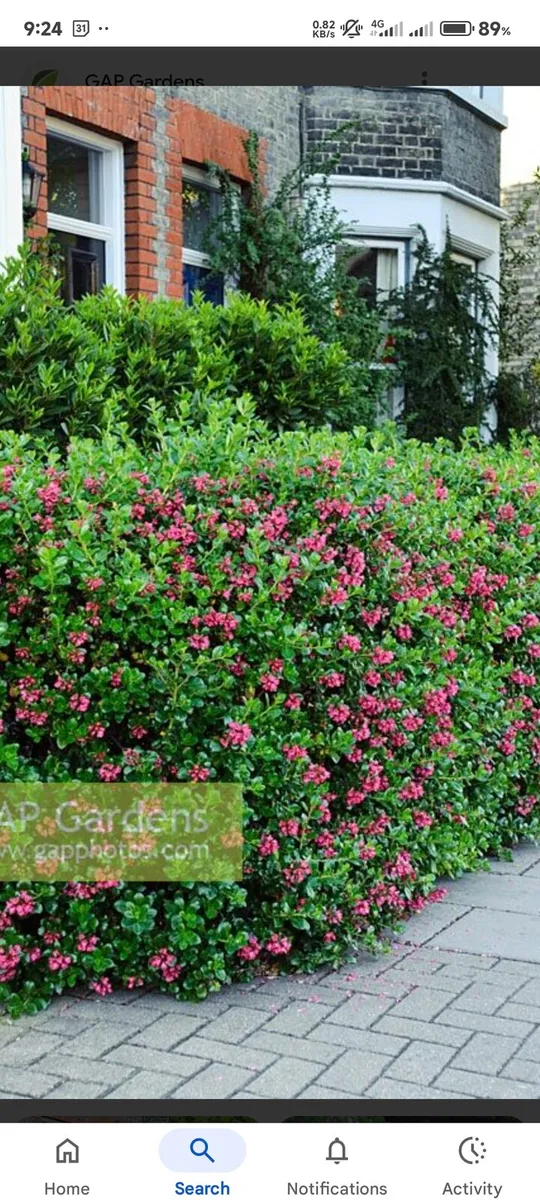 Hedging - Image 2