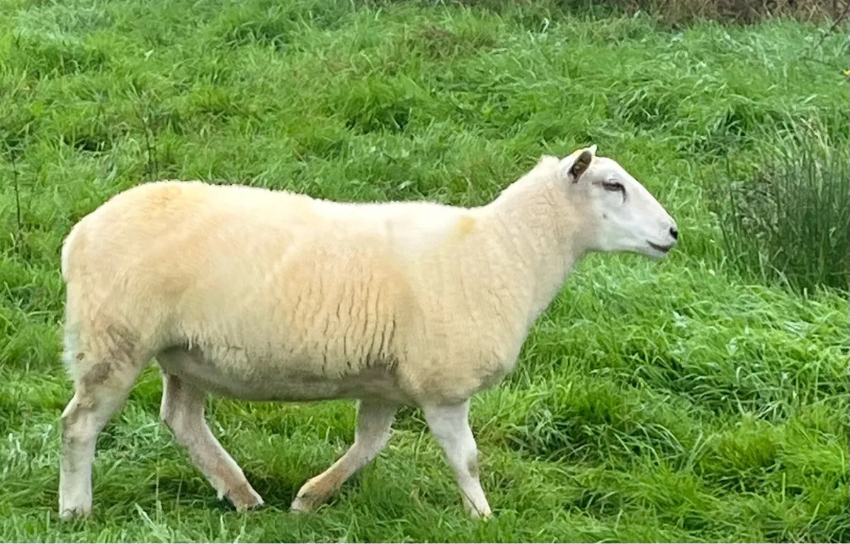 Pedigree NR Belclare Hoggets - Image 2