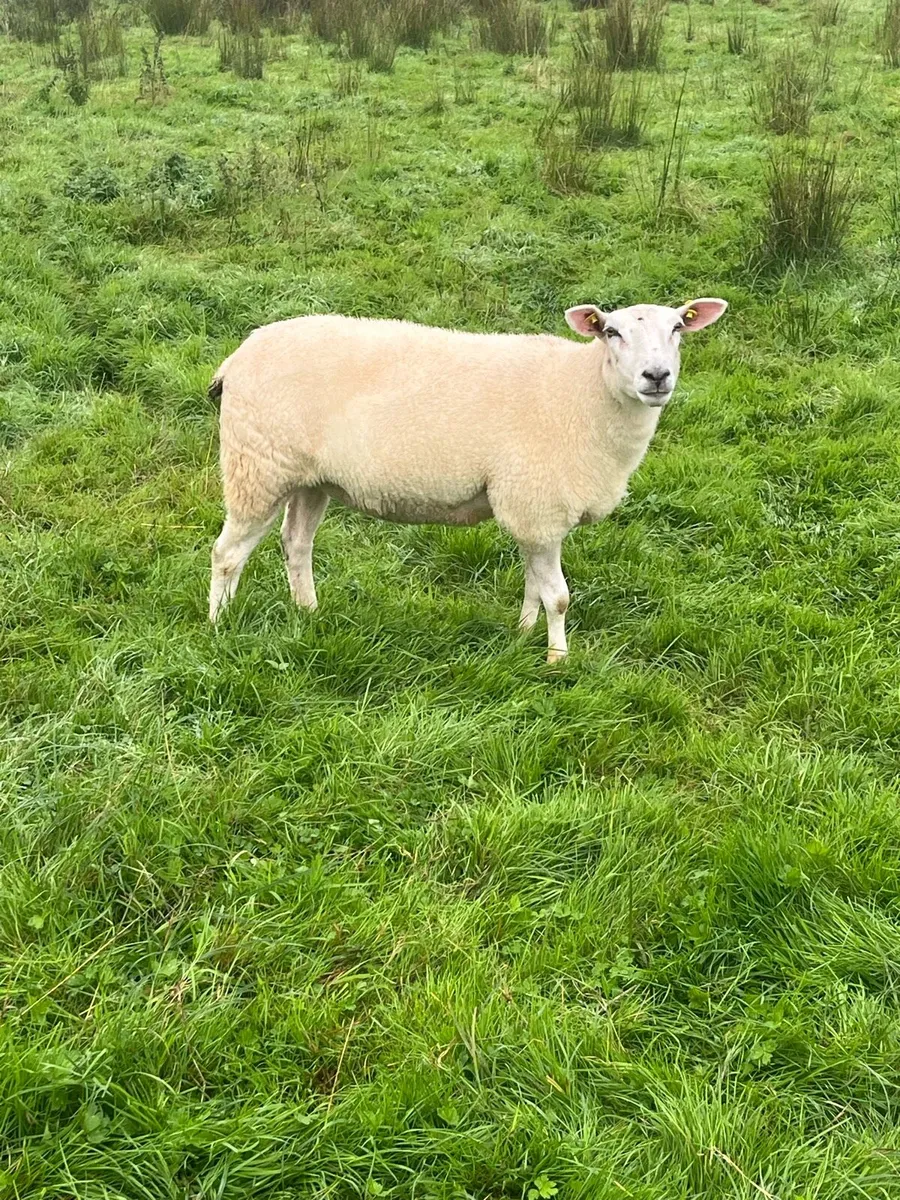 Pedigree NR Belclare Hoggets - Image 3