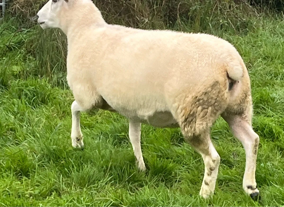 Pedigree NR Belclare Hoggets - Image 4