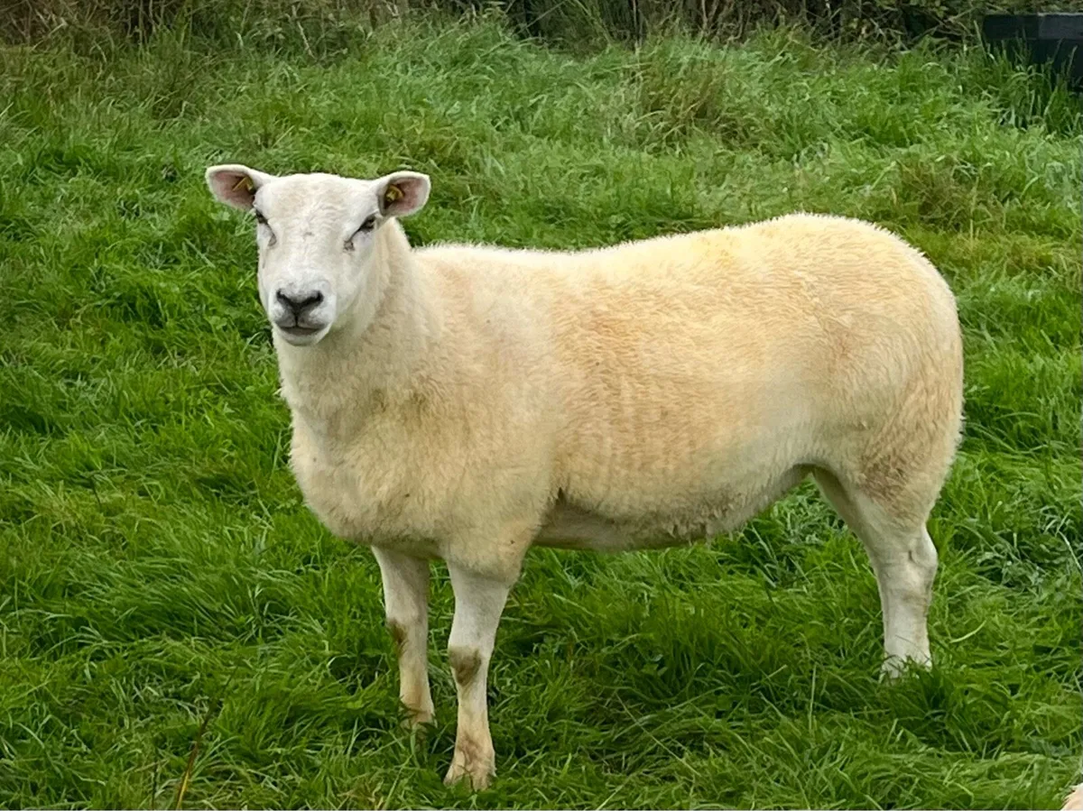 Pedigree NR Belclare Hoggets - Image 1