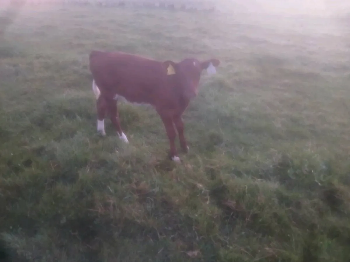 Organic heifer calf.