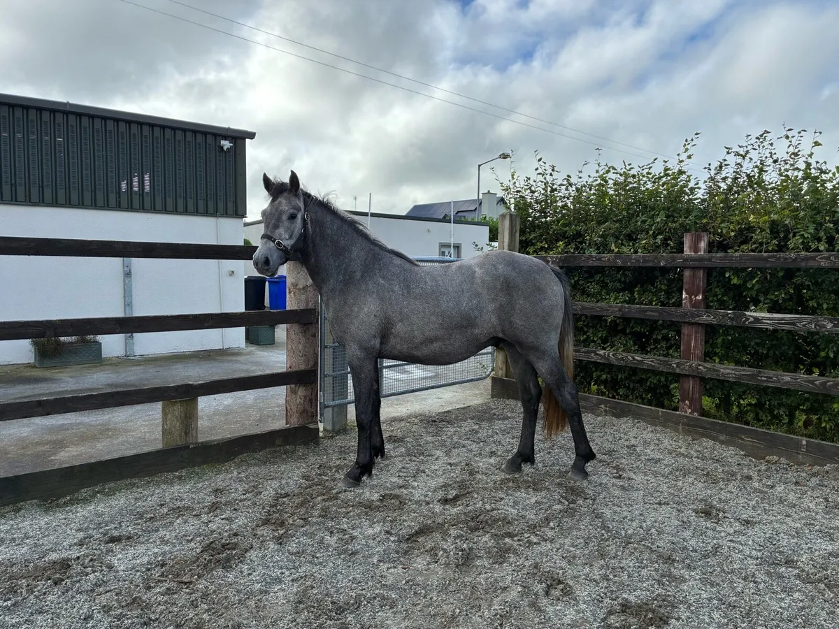 2 year old Connemara gelding - Image 2