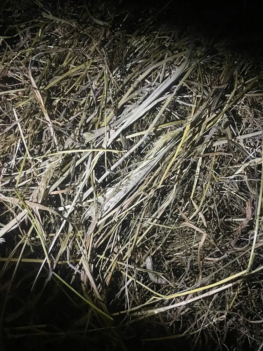 Silage bales and small square hay bales - Image 2