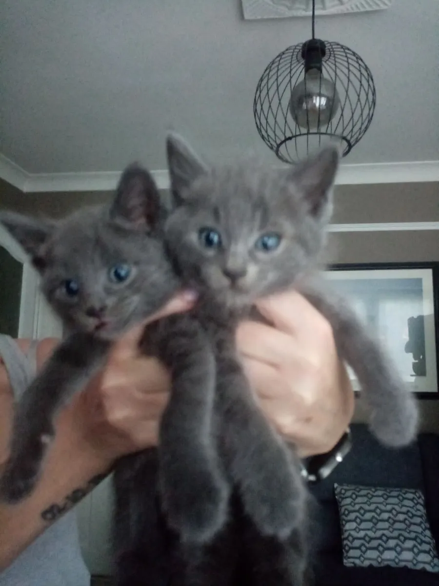 Kittens - Image 2