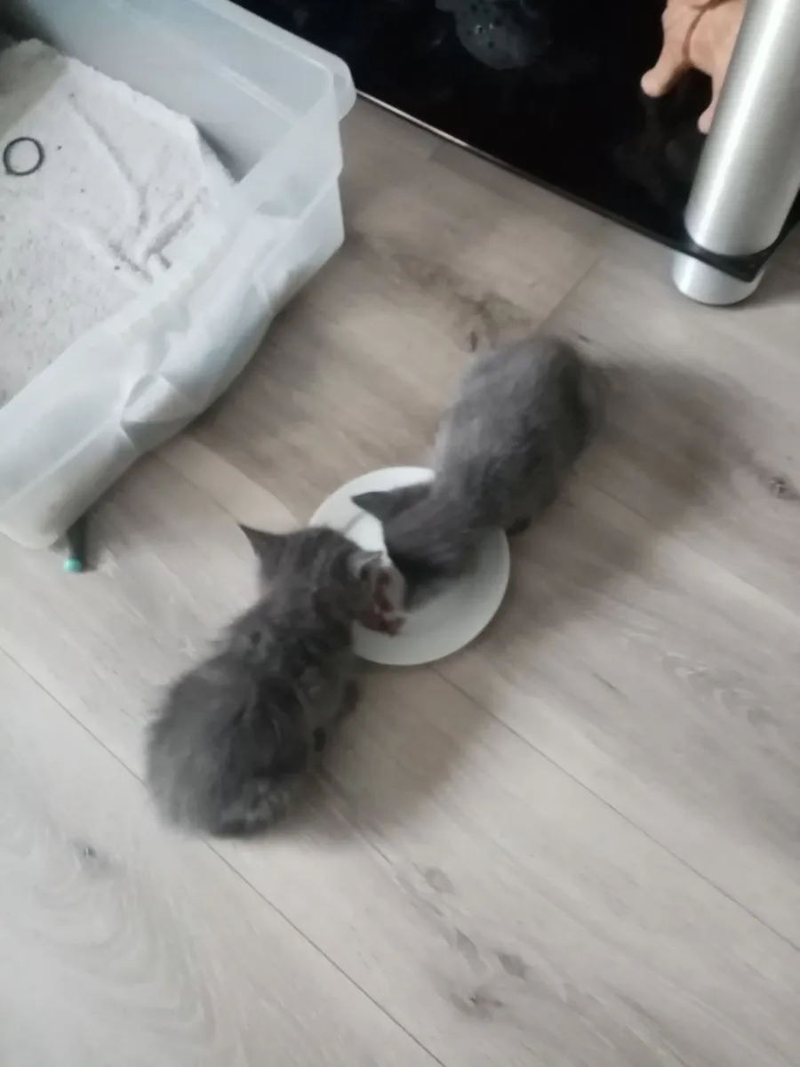 Kittens - Image 3