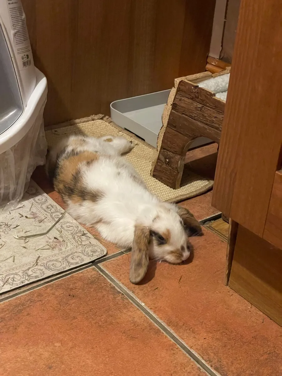 Bunny Rabbit - Image 3