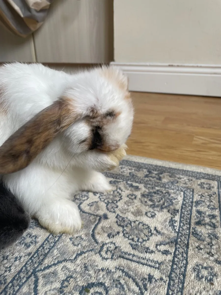 Bunny Rabbit - Image 4