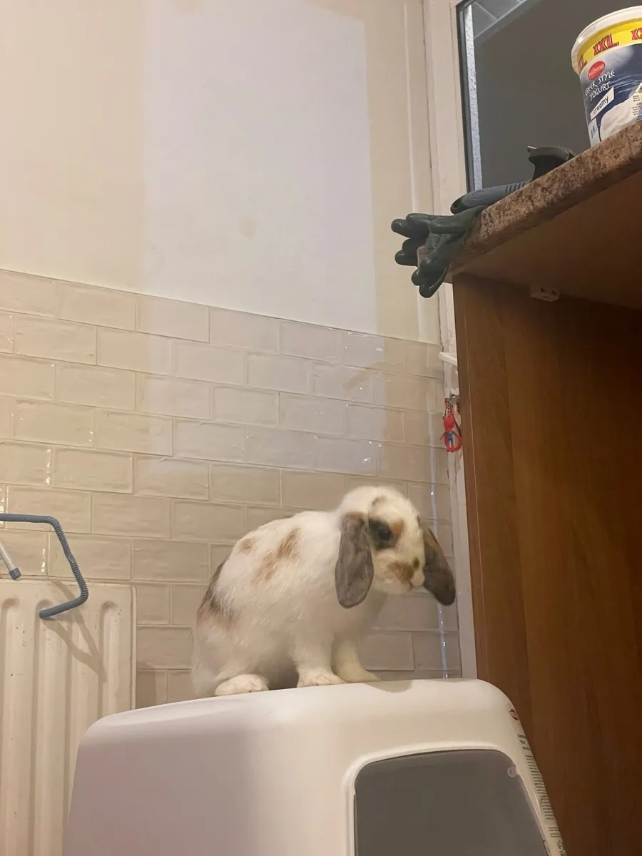 Bunny Rabbit - Image 1