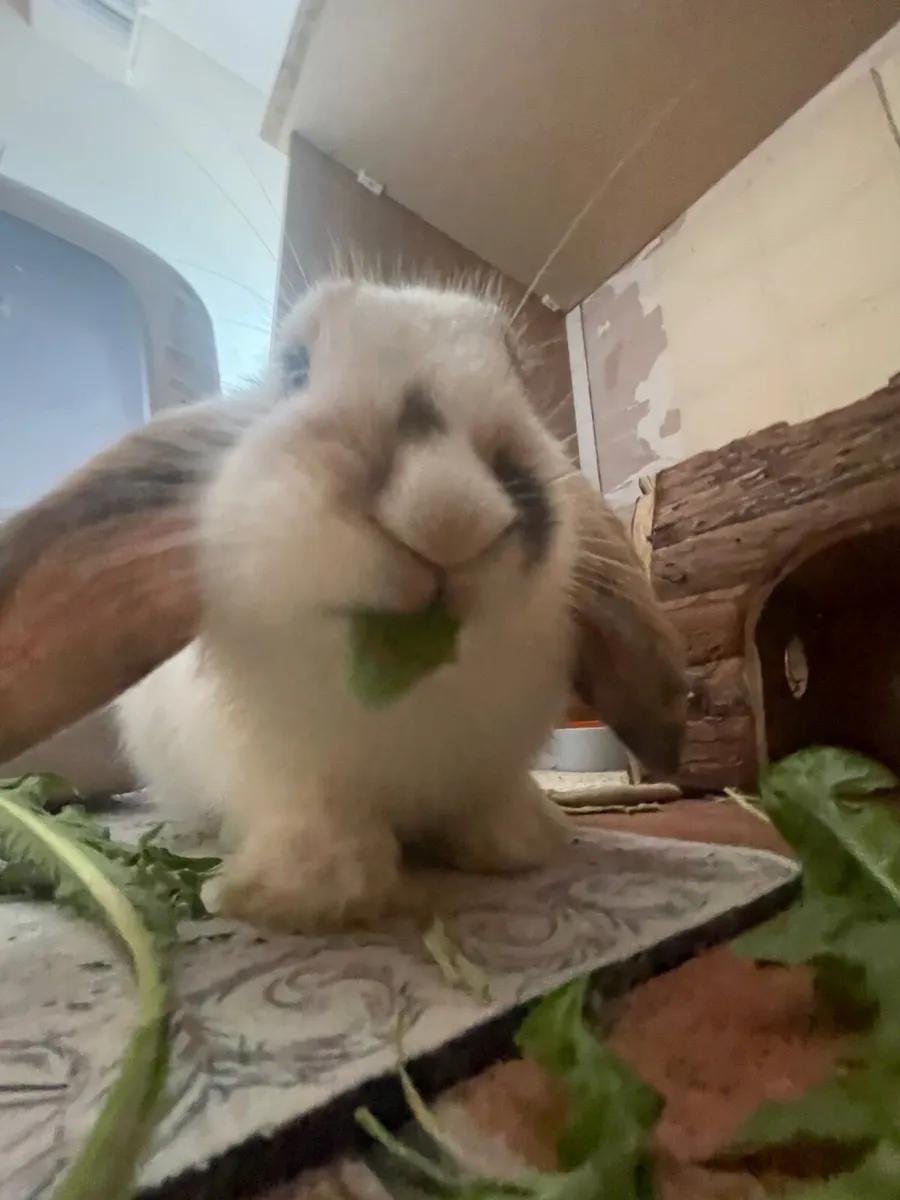 Bunny Rabbit - Image 2